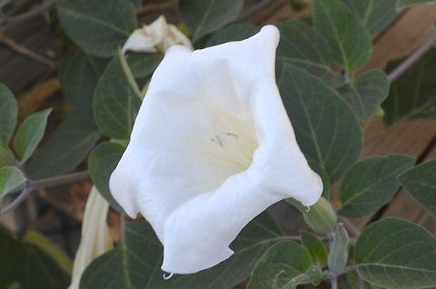 white_flower  Datura inoxia,Downy Thorn Apple