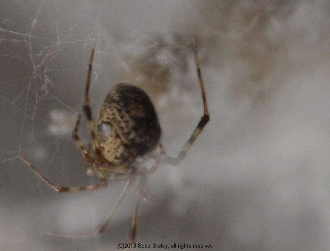 spider