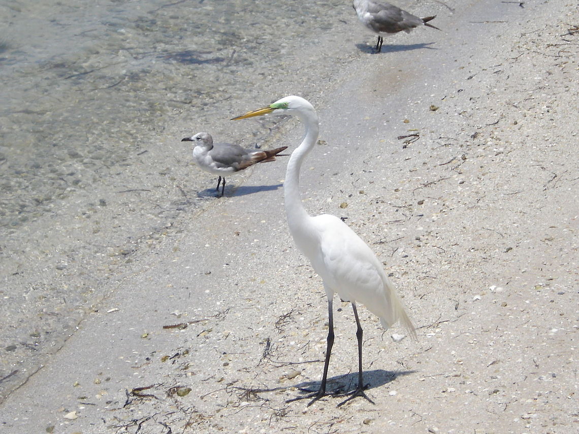 great egret  Ardea alba,Great egret