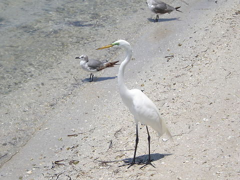 great egret  Ardea alba,Great egret