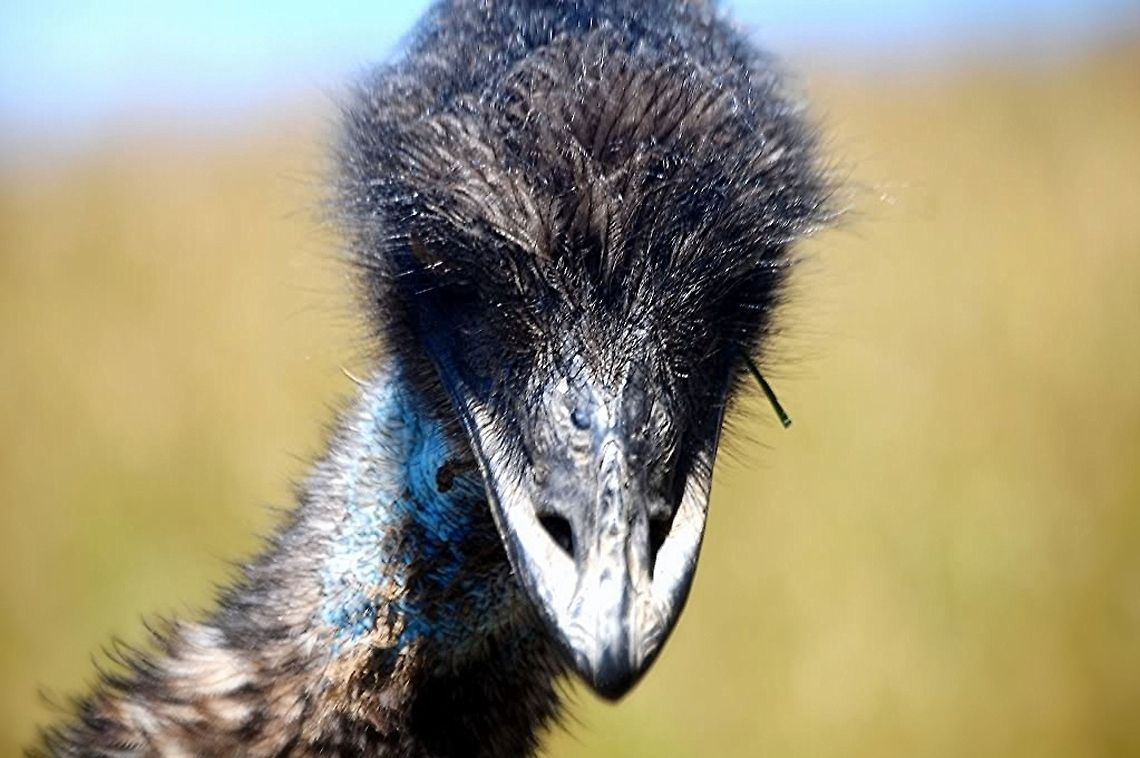 Emu  Dromaius novaehollandiae,Emu