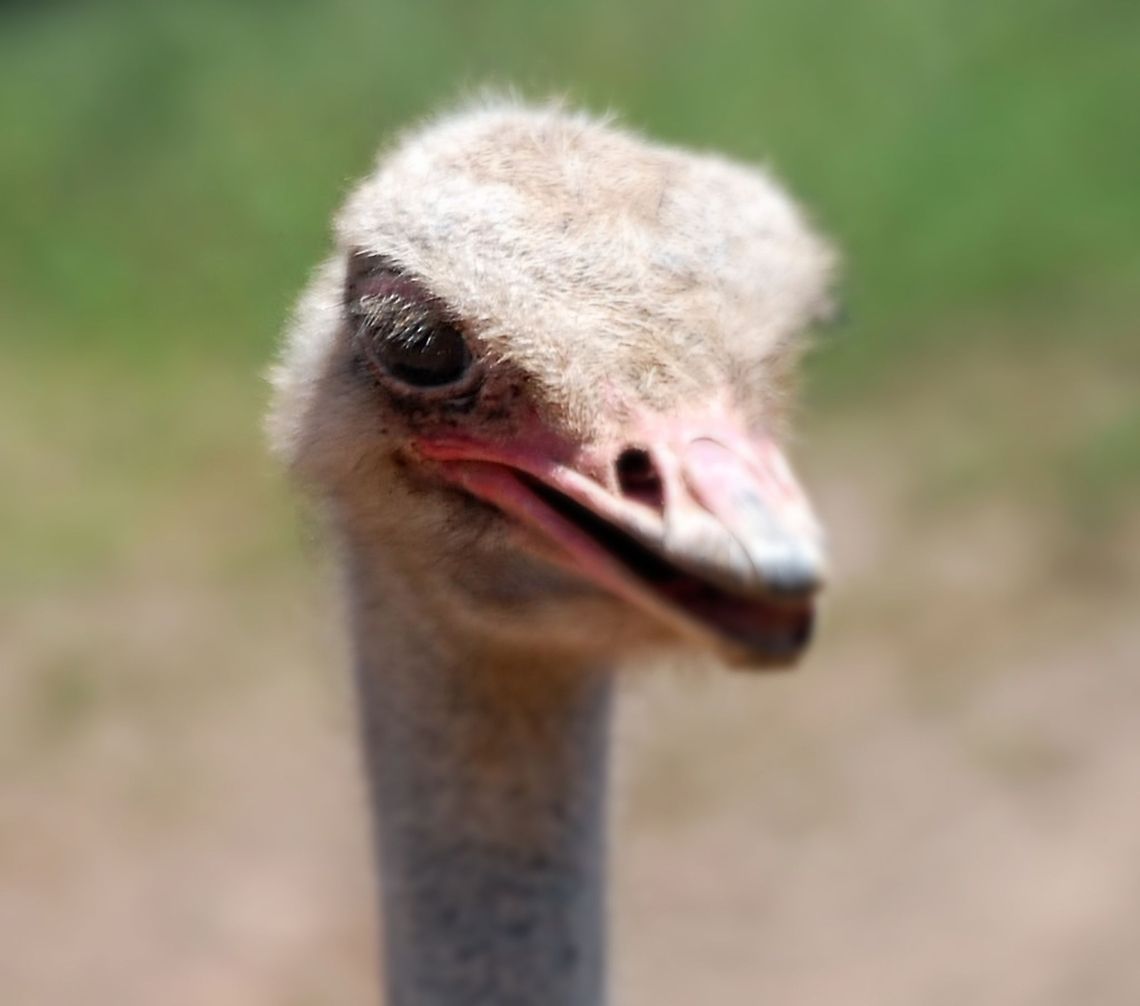 Ostrich  Ostrich,Struthio camelus