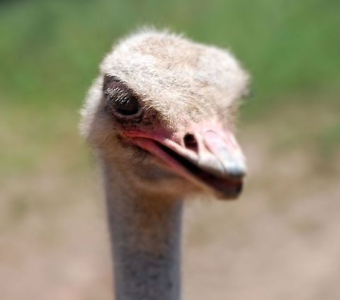 Ostrich  Ostrich,Struthio camelus