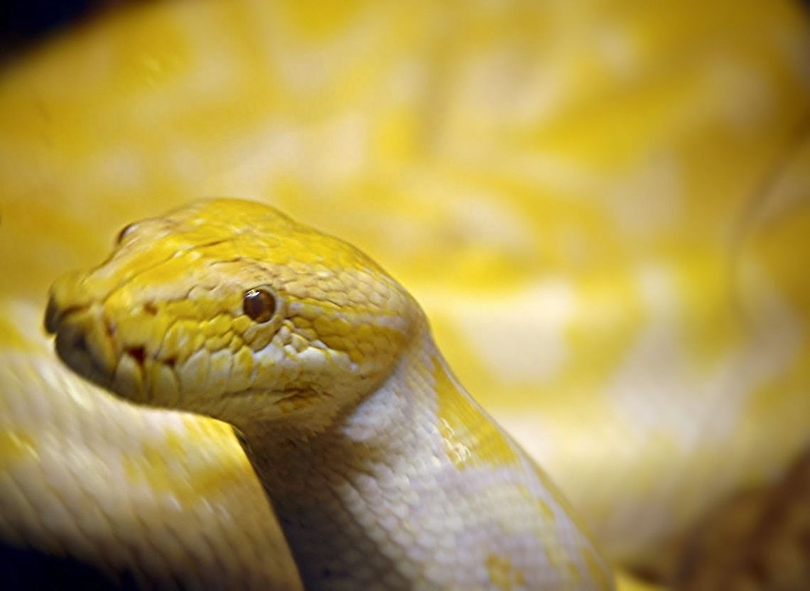 Burmese_python  Burmese Python,Python bivittatus,Python molurus bivittatus