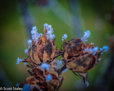 Ice crystals Ice crystals are solid ice exhibiting atomic ordering on various length scales and include hexagonal columns, hexagonal plates, dendritic crystals, and diamond dust. The highly symmetric shapes are due to depositional growth, Ice crystals,dendritic crystals,hexagonal columns,hexagonal plates,ice