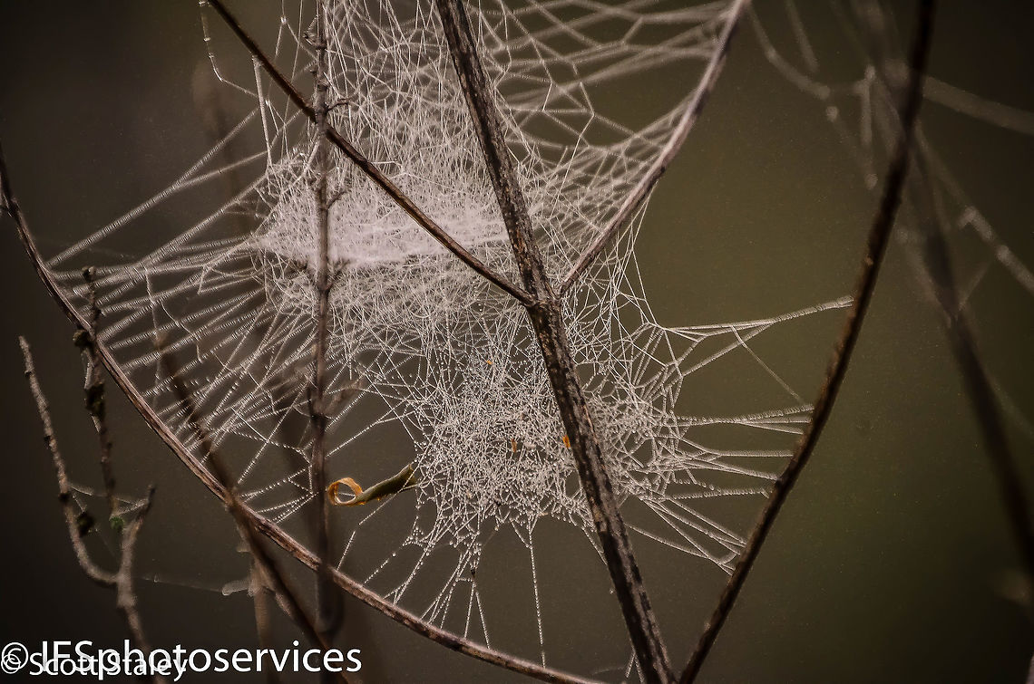 web Spider webs have existed for at least 100 million years, as witnessed in a rare find of Early Cretaceous amber from Sussex, southern England