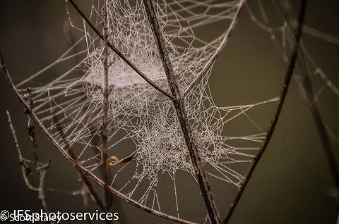 web Spider webs have existed for at least 100 million years, as witnessed in a rare find of Early Cretaceous amber from Sussex, southern England