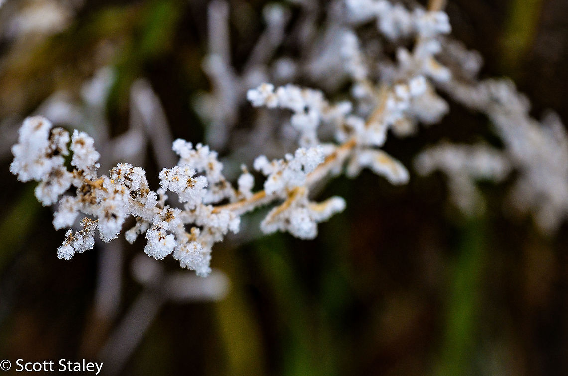 DSC_2371  Flowers & Plants,Outdoor,closeups,flora,floral,ice,natural,nature,plant