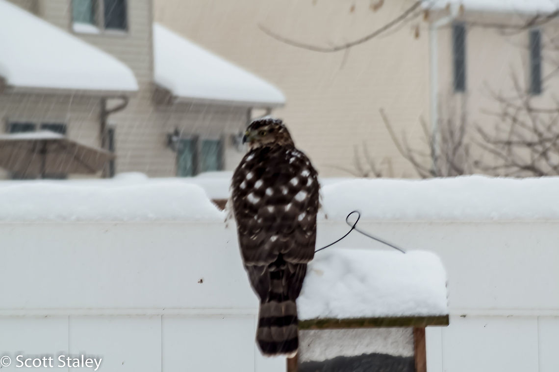 Juvenile Hawk Accipiter sp. Hanging out at the bird feeder waiting for some of the smaller birds to come by. Sorry about the picture quality . Geotagged,United States,Winter