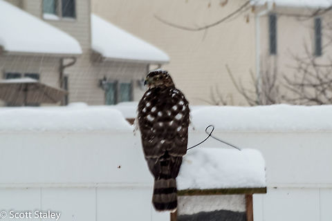 Juvenile Hawk Accipiter sp. Hanging out at the bird feeder waiting for some of the smaller birds to come by. Sorry about the picture quality . Geotagged,United States,Winter