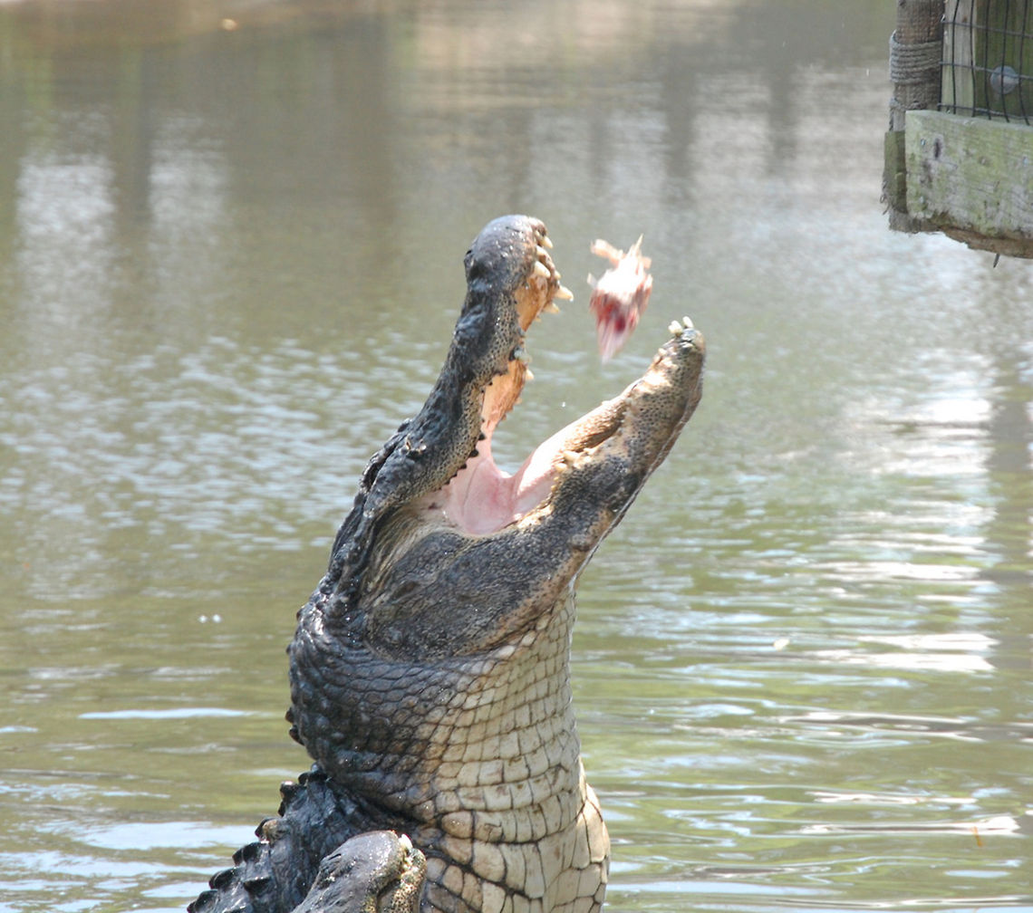 lunch An American Alligator  jumps for his lunch  Alligator,Alligator mississippiensis,American Alligator,Animal,animal,cold blooded,exothermic,feeding,reptile,wildlife