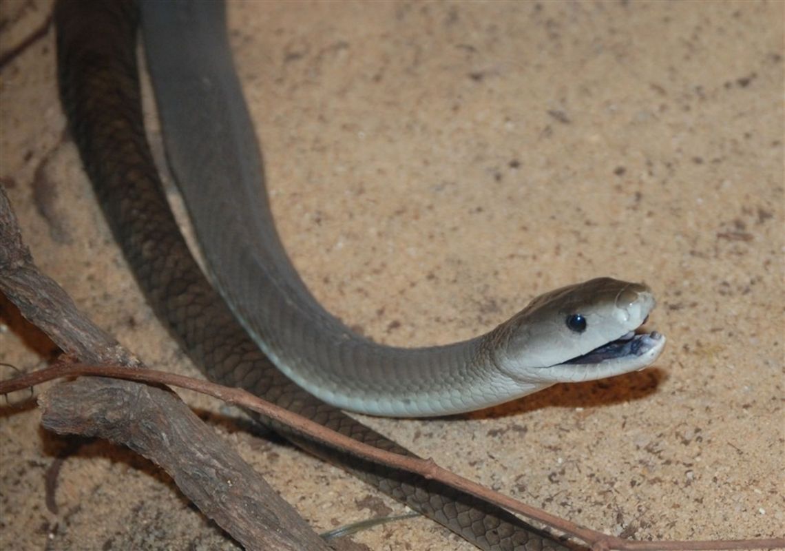 Black Mamba The black mamba (Dendroaspis polylepis), also called the common black mamba or black-mouthed mamba,[4] is the longest venomous snake in Africa, averaging around 2.5 to 3.2 m (8.2 to 10 ft) in length, and sometimes growing to lengths of 4.45 m (14.6 ft).[5] It is named for the black colour of the inside of the mouth rather than the colour of its scales which varies from dull yellowish-green to a gun-metal grey Animal,Black mamba,Dendroaspis polylepis,animal,cold blooded,reptile,venomous,wildlife