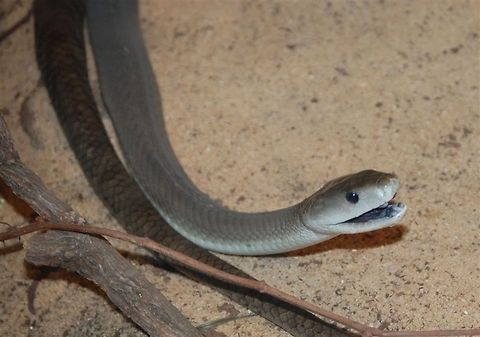 Black Mamba The black mamba (Dendroaspis polylepis), also called the common black mamba or black-mouthed mamba,[4] is the longest venomous snake in Africa, averaging around 2.5 to 3.2 m (8.2 to 10 ft) in length, and sometimes growing to lengths of 4.45 m (14.6 ft).[5] It is named for the black colour of the inside of the mouth rather than the colour of its scales which varies from dull yellowish-green to a gun-metal grey Animal,Black mamba,Dendroaspis polylepis,animal,cold blooded,reptile,venomous,wildlife