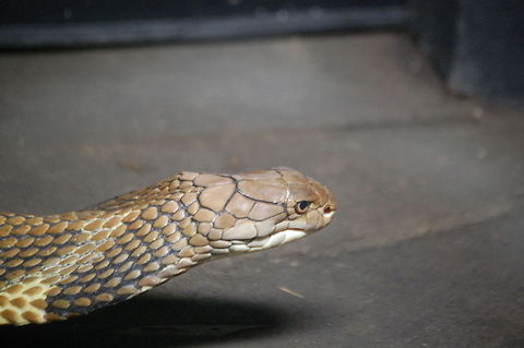 King Cobra (Ophiophagus hannah) The king cobra (Ophiophagus hannah) is the world's longest venomous snake, with a length up to 5.6 m (18.5 ft).[1] This species, which preys chiefly on other snakes, is found predominantly in forests from India through Southeast Asia to Indonesia and the Philippines. Despite the word "cobra" in its name, this snake is not a member of Naja ("true cobras") but belongs to its own genus. The king cobra is considered to be a very dangerous snake Animal,King cobra,Naja,Ophiophagus hannah,animal,cold blooded,dangerous,exothermic,reptile,serpent,snake,venomous,wildlife