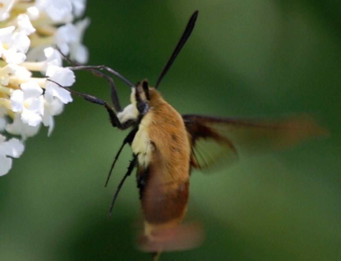Hummingbird Moth Hemaris is a Holarctic genus of sphinx moths, consisting of about 17 species living in the Holarctic[1], four of which fly in North and South America, three fly in Europe.[2] Their main host plants are herbs and shrubs of the Dipsacaceae (Teasel) and Caprifoliaceae (Honeysuckle) families. Animal,Hemaris diffinis,Snowberry Clearwing,animal,insect,wildlife