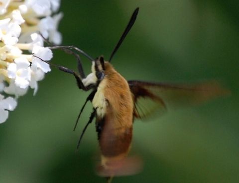 Hummingbird Moth Hemaris is a Holarctic genus of sphinx moths, consisting of about 17 species living in the Holarctic[1], four of which fly in North and South America, three fly in Europe.[2] Their main host plants are herbs and shrubs of the Dipsacaceae (Teasel) and Caprifoliaceae (Honeysuckle) families. Animal,Hemaris diffinis,Snowberry Clearwing,animal,insect,wildlife