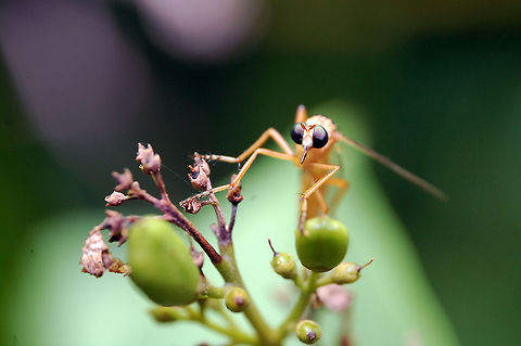 Waiting for a bite Mosquito waiting for a bite to eat animal,bug,insect,natural,nature,parasite