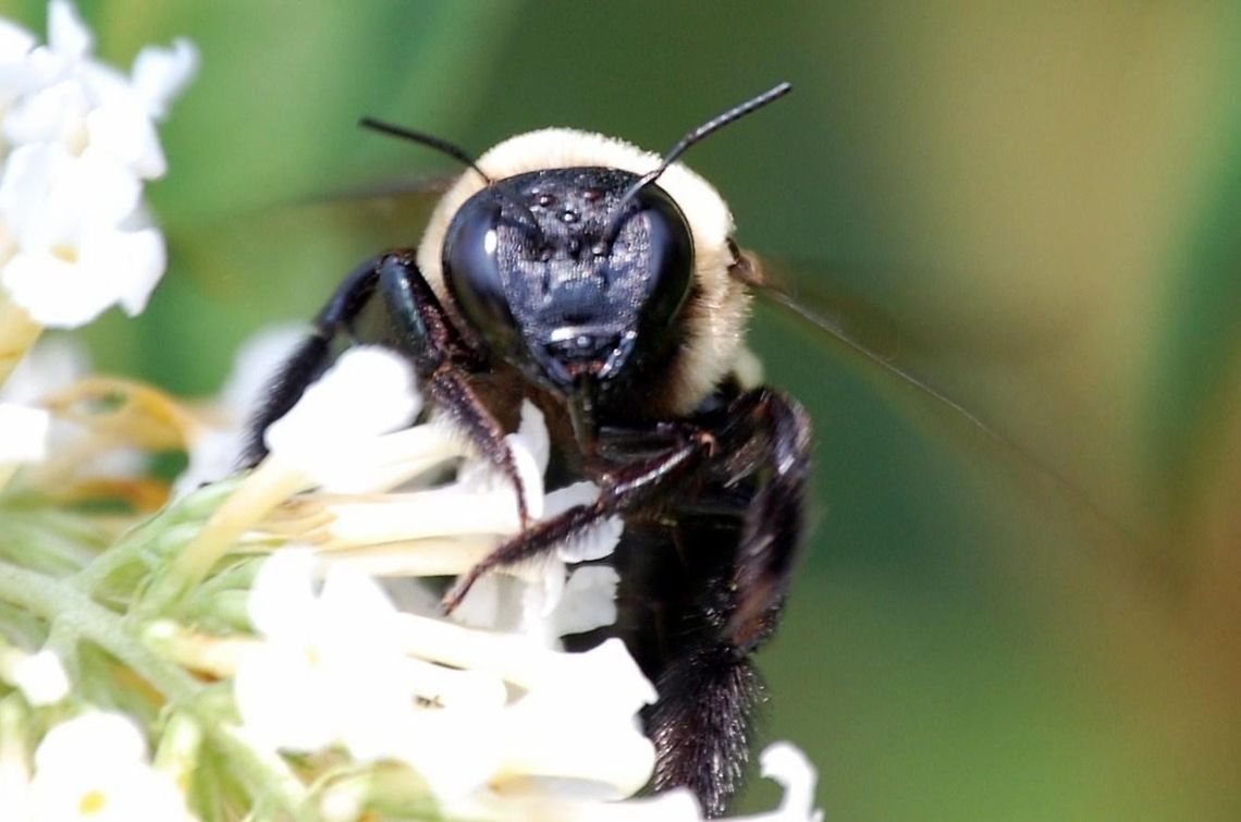 Carpenter Bee Carpenter bees (the genus Xylocopa in the subfamily Xylocopinae) are large bees distributed worldwide. There are some 500 species of carpenter bee in 31 subgenera. Their name comes from the fact that nearly all species build their nests in burrows in dead wood, bamboo, or structural timbers Eastern Carpenter Bee,Xylocopa,Xylocopa virginica,animal,bee,bug,insect,wildlife