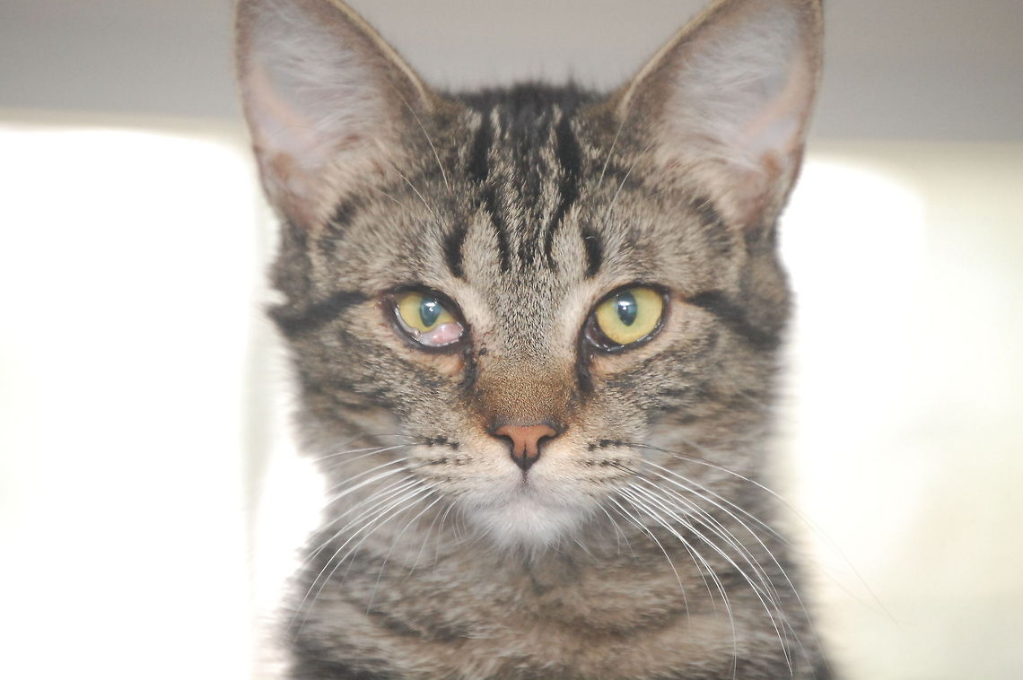 Barn Cat  Farm cats may have a more wild temperament than cats kept as pets, they may be treated as house cats or derive sustenance solely from their job of lowering the mouse and rat populations. In the latter case, lack of guaranteed food supply, and the necessity of physical exertion on their part, may tend to make these cats much leaner than their domestic counterparts Animal,Domestic cat,Felis catus,carnivorous,cat,feline,feral