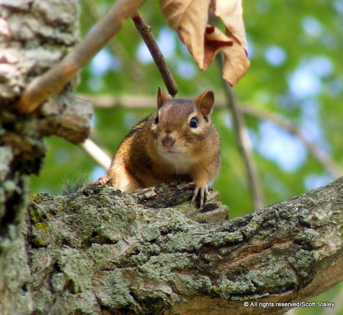 Chipmunk Chipmunks are small, striped squirrels. All species of chipmunks are found in North America Chipmunk,Eastern chipmunk,Least chipmunk,Neotamias minimus,Tamias,Tamias striatus,animal,animals,mammal,squirrel,wildlife