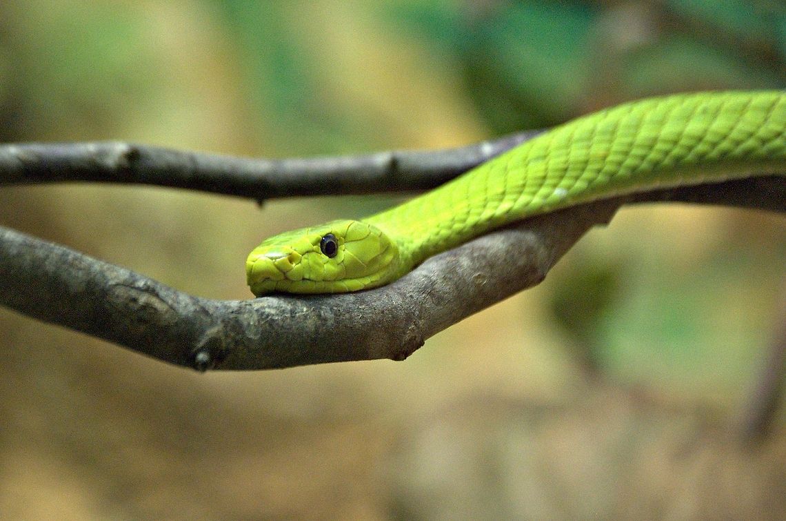 Western Green Mamba Smaller than the black mamba, but larger than the eastern green mamba and the Jameson&#039;s mamba the western green mamba is a long and very slender bodied snake with a long tapering tail. It is the largest of the arboreal mambas.  Animal,Arboreal,Dendroaspis angusticeps,Dendroaspis viridis,Eastern green mamba,Western green mamba,cold blooded,exothermic,mamba,reptile,serpent,snake,wildlife