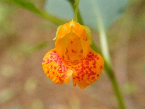 jewelweed (impatiens) Common names include impatiens, jewelweeds, touch-me-nots, and, for I. walleriana) in Great Britain, "Busy Lizzie", as well as, ambiguously, balsams. As a rule-of-thumb, "jewelweed" is used exclusively for Nearctic species, "balsam" is usually applied to tropical species, and "touch-me-not" is typically used in Europe and North America) Impatiens capensis,Jewelweed,Nearctic,Orange Jewelweed,Plant,balsams,blossom,flora,floral,flower,impatiens,macro,natural,nature,picnik,wildflower