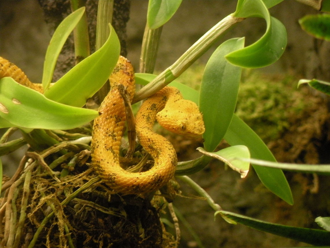 eyelash viper The Eyelash viper (Bothriechis schlegelii) is a venomous pitviper species found in Central and South America. Small and arboreal, these snakes are characterized by their wide array of color variations, as well as the superciliary scales over the eyes Arboreal,Bothriechis schlegelii,Eyelash Viper,animal,exothermic,reptile,serpent,snake,venomous,wildlife