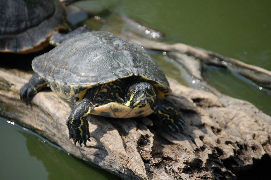 Red-eared slider (Trachemys scripta elegans) The red-eared slider (Trachemys scripta elegans) is a semiaquatic turtle belonging to the family Emydidae. It is a subspecies of pond slider. It is the most popular pet turtle in the United States and also popular in the rest of the world. It is native only to the southern United States Animal,Emydidae,Red-eared slider,Trachemys scripta elegans,Trachemys scripta elegans. reptile,cold blooded,exothermic,turtle,wildlife