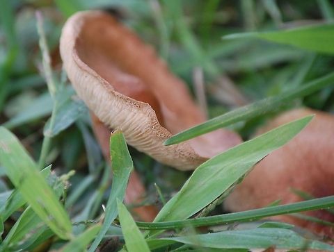 Sulphur Tuft  Hypholoma fasciculare A mushroom is the fleshy, spore-bearing fruiting body of a fungus, typically produced above ground on soil or on its food source
Hypholoma fasciculare, commonly known as the sulphur tuft, sulfur tuft or clustered woodlover, is a common woodland mushroom, often in evidence when hardly any other mushrooms are to be found. This saprophagic small gill fungus grows prolifically in large clumps on stumps, dead roots or rotting trunks of broadleaved trees.

The "Sulphur Tuft" is bitter and poisonous; consuming it can cause vomiting, diarrhea and convulsions. The principal toxic constituents have been named fasciculol E and fasciculol F.
 Agaricus campestris,Basidiomycetes,Plant,flora,floral,fungi,fungus,nature