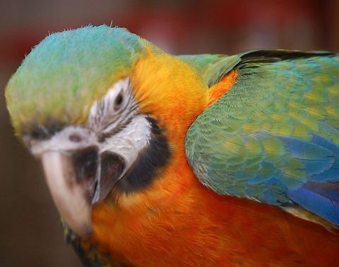 parrot Parrots, also known as psittacines ( /ˈsɪtəsaɪnz/),[2][3] are birds of the roughly 372 species in 86 genera that make up the order Psittaciformes,[4] found in most tropical and subtropical regions. The order is subdivided into three superfamilies: the Psittacoidea ('true' parrots), the Cacatuoidea (cockatoos) and the Strigopoidea (New Zealand parrots).[5] Parrots have a generally pantropical distribution with several species inhabiting temperate regions in the Southern Hemisphere as well. Animal,Ara ararauna,Blue-and-Yellow Macaw,Parrot,avian,bird,feathers,natural,nature,plumage,psittacines parrot