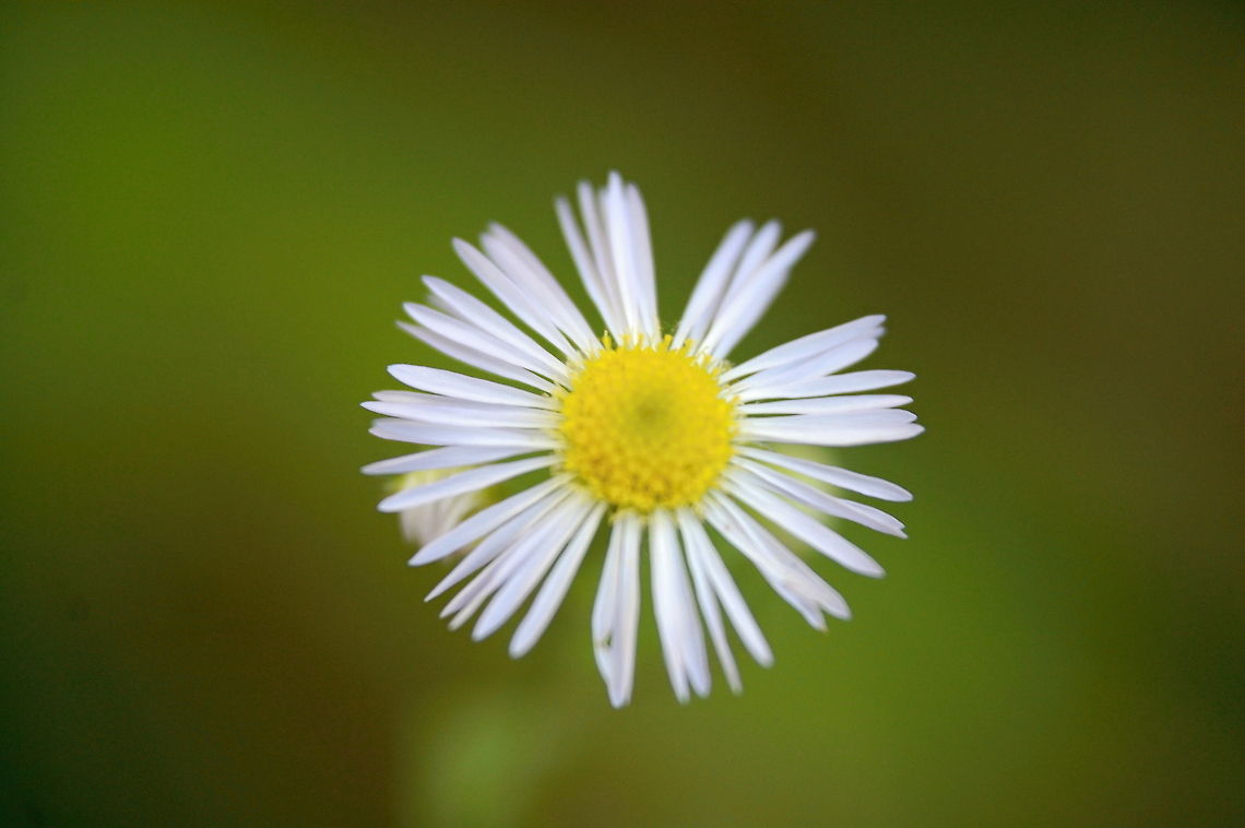 wildflower A wildflower (or wild flower) is a flower that grows in the wild, meaning it was not intentionally seeded or planted. Yet "wildflower" meadows of a few mixed species are sold in seed packets. The term "wildflower" has been made vague by commercial seedsmen who are interested in selling more flowers or seeds more expensively than when labeled with only its name and/or origin. The term implies that the plant probably is neither a hybrid nor a selected cultivar that is in any way different from the way it appears in the wild as a native plant, even if it is growing where it would not naturally. Plant,flora,floral,flower,macro,nature,weed,wildflower