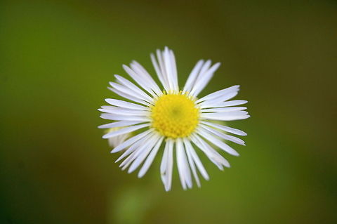 wildflower A wildflower (or wild flower) is a flower that grows in the wild, meaning it was not intentionally seeded or planted. Yet "wildflower" meadows of a few mixed species are sold in seed packets. The term "wildflower" has been made vague by commercial seedsmen who are interested in selling more flowers or seeds more expensively than when labeled with only its name and/or origin. The term implies that the plant probably is neither a hybrid nor a selected cultivar that is in any way different from the way it appears in the wild as a native plant, even if it is growing where it would not naturally. Plant,flora,floral,flower,macro,nature,weed,wildflower