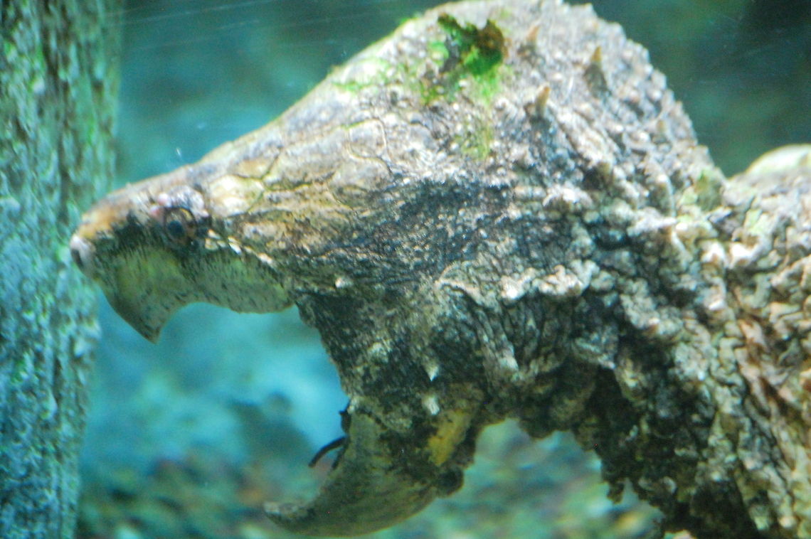 Alligator Snapping Turtle The alligator snapping turtle (Macrochelys temminckii) is one of the largest freshwater turtles in the world. It is often associated with, but not closely related to the common snapping turtle. They are the sole living member of the genus Macrochelys--while common snappers are in the genus Chelydra. Alligator snapping turtle,Animal,Macrochelys temmincki,Macrochelys temminckii,animal,cold blooded,exothermic,reptile,wildlife