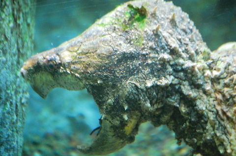 Alligator Snapping Turtle The alligator snapping turtle (Macrochelys temminckii) is one of the largest freshwater turtles in the world. It is often associated with, but not closely related to the common snapping turtle. They are the sole living member of the genus Macrochelys--while common snappers are in the genus Chelydra. Alligator snapping turtle,Animal,Macrochelys temmincki,Macrochelys temminckii,animal,cold blooded,exothermic,reptile,wildlife