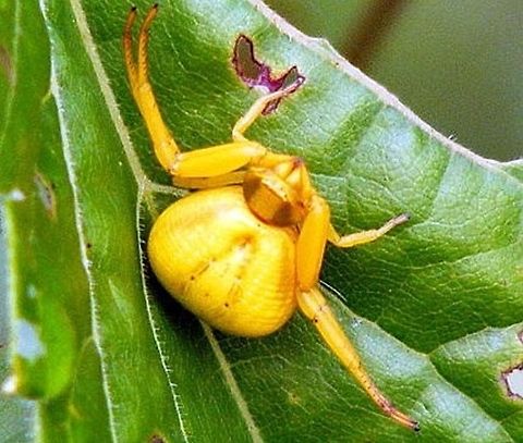Goldenrod Crab spider Crab spider is a common name applied loosely to many species of spiders, but most nearly consistently to members of the family Thomisidae. Among the Thomisidae it refers most often to the familiar species of "flower crab spiders", though not all members of the family are limited to ambush hunting in flowers Animal,Misumena vatia,Thomisidae,animal,arachnid,arthropod,insect,spider