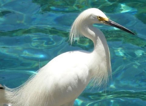 Snowy Egret A small, active white heron, the Snowy Egret is found in small ponds as well as along the ocean shore Animal,Egret,Egretta thula,Snowy Egret,animal,avian,bird,heron,natural,nature,wildlife