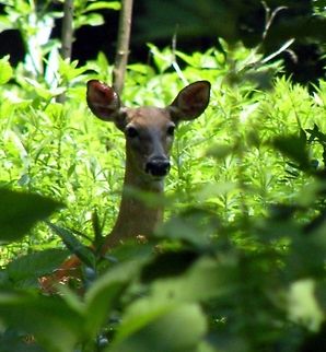 white-tailed deer The white-tailed deer (Odocoileus virginianus), also known as the Virginia deer or simply as the whitetail, is a medium-sized deer native to the United States (all but five of the states), Canada, Mexico, Central America, and South America as far south as Peru.  Animal,Cervidae,Odocoileus virginianus,White-tailed Deer,animal,deer