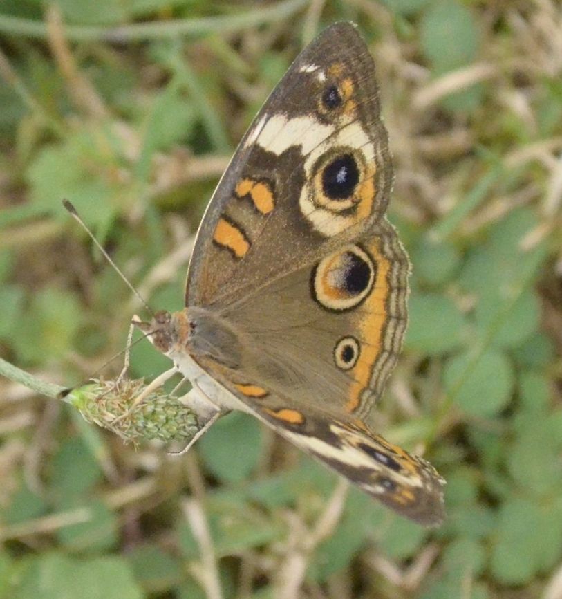 butterfly A butterfly is a mainly day-flying insect of the order Lepidoptera, which includes the butterflies and moths. Like other holometabolous insects, the butterfly&#039;s life cycle consists of four parts: egg, larva, pupa and adult. Most species are diurnal. Butterflies have large, often brightly coloured wings, and conspicuous, fluttering flight. Butterflies comprise the true butterflies (superfamily Papilionoidea), the skippers (superfamily Hesperioidea) and the moth-butterflies (superfamily Hedyloidea). All the many other families within the Lepidoptera are referred to as moths. The earliest known butterfly fossils date to the mid Eocene epoch, between 40&ndash;50 million years ago Butterfly,Common Buckeye,Junonia coenia,Lepidoptera,animal,insect