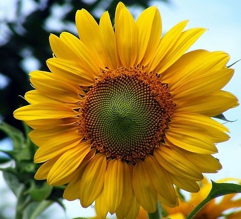 Sunflower Sunflower (Helianthus annuus) is an annual plant native to the Americas. It possesses a large inflorescence Helianthus annuus,Plant,Sunflower,botanical,flora,floral,flower,garden-flower,natural,nature,plant