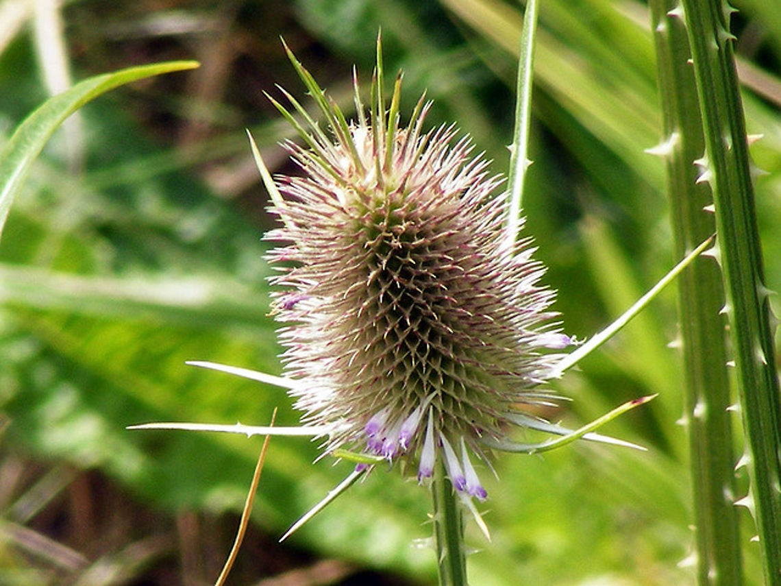 Fuller's Teasel Dipsacus is a genus of flowering plant in the family Dipsacaceae. The members of this genus are known as teasel or teazel or teazle. The genus includes about 15 species of tall herbaceous biennial plants (rarely short-lived perennial plants) growing to 1&ndash;2.5 metres (3.3&ndash;8.2 ft) tall. The genus name is derived from the word for thirst and refers to the cup-like formation made where sessile leaves merge at the stem. Rain water can collect in this receptacle; this may perform the function of preventing sap-sucking insects such as aphids from climbing the stem. A recent experiment has shown that adding dead insects to these cups increases the seedset of teasels (but not their height), implying partial carnivory. Dipsacus fullonum,Fullers Teasel,Plant,flora,floral,nature