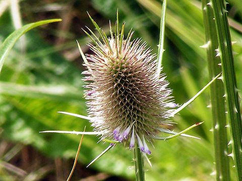 Fuller's Teasel Dipsacus is a genus of flowering plant in the family Dipsacaceae. The members of this genus are known as teasel or teazel or teazle. The genus includes about 15 species of tall herbaceous biennial plants (rarely short-lived perennial plants) growing to 1–2.5 metres (3.3–8.2 ft) tall. The genus name is derived from the word for thirst and refers to the cup-like formation made where sessile leaves merge at the stem. Rain water can collect in this receptacle; this may perform the function of preventing sap-sucking insects such as aphids from climbing the stem. A recent experiment has shown that adding dead insects to these cups increases the seedset of teasels (but not their height), implying partial carnivory. Dipsacus fullonum,Fullers Teasel,Plant,flora,floral,nature