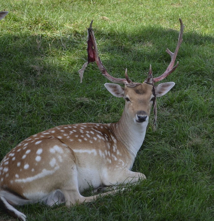 fallow deer he fallow deer (Dama dama) is a ruminant mammal belonging to the family Cervidae. This common species is native to western Eurasia, but has been introduced widely elsewhere. It often includes the rarer Persian fallow deer as a subspecies (D. d. mesopotamica),[2] while others treat it as an entirely different species Cervidae,Dama dama,Fallow Deer,animal,deer,fallow deer,mammal,ruminant