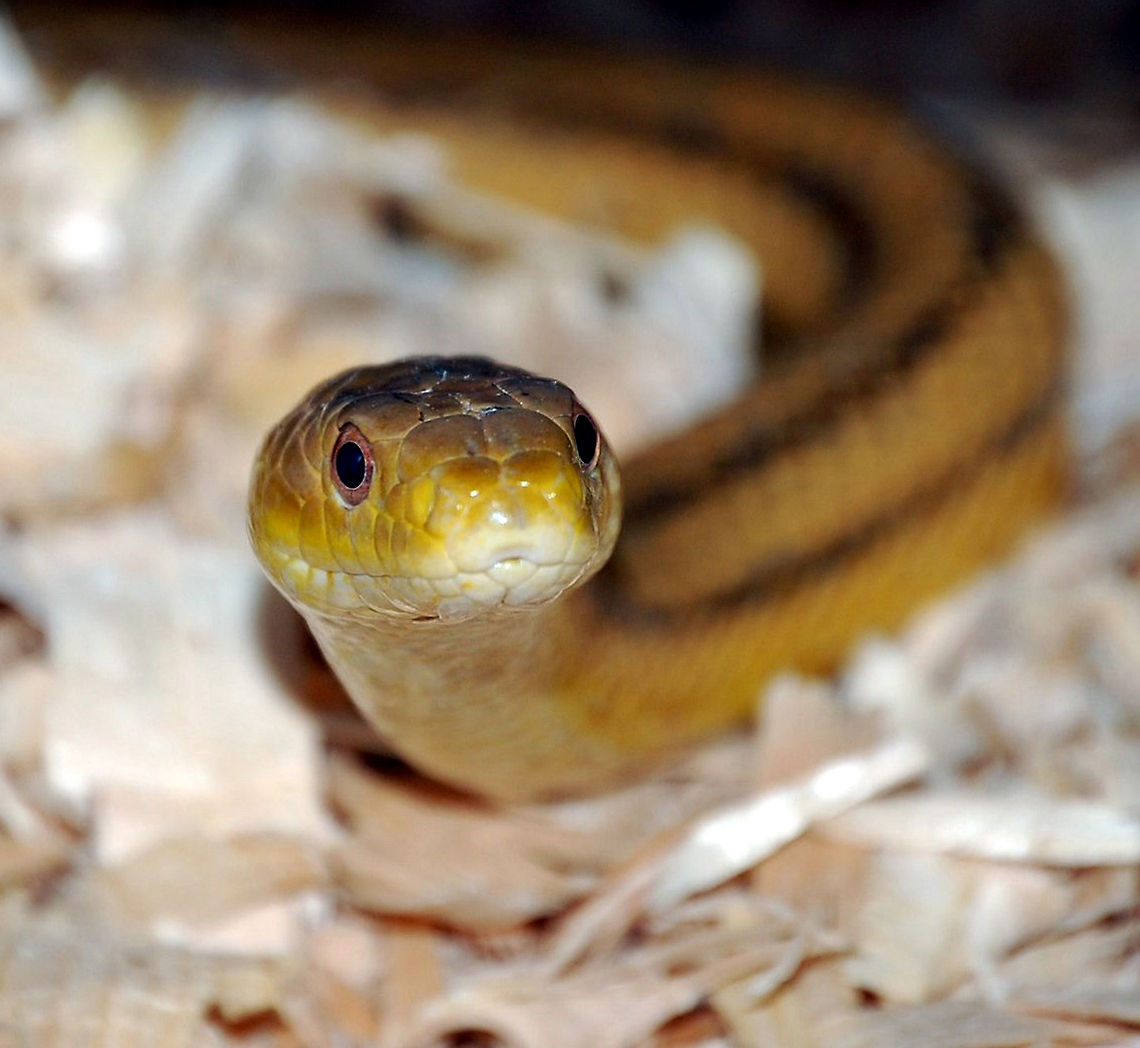 Please help ID with this snake I can&#039;t remember what this snake is ??? Animal,cold blooded,natural,nature,reptile,serpent,snake,wildlife