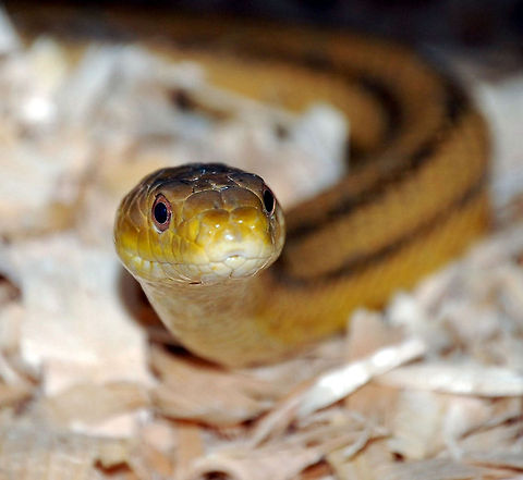 Please help ID with this snake I can't remember what this snake is ??? Animal,cold blooded,natural,nature,reptile,serpent,snake,wildlife