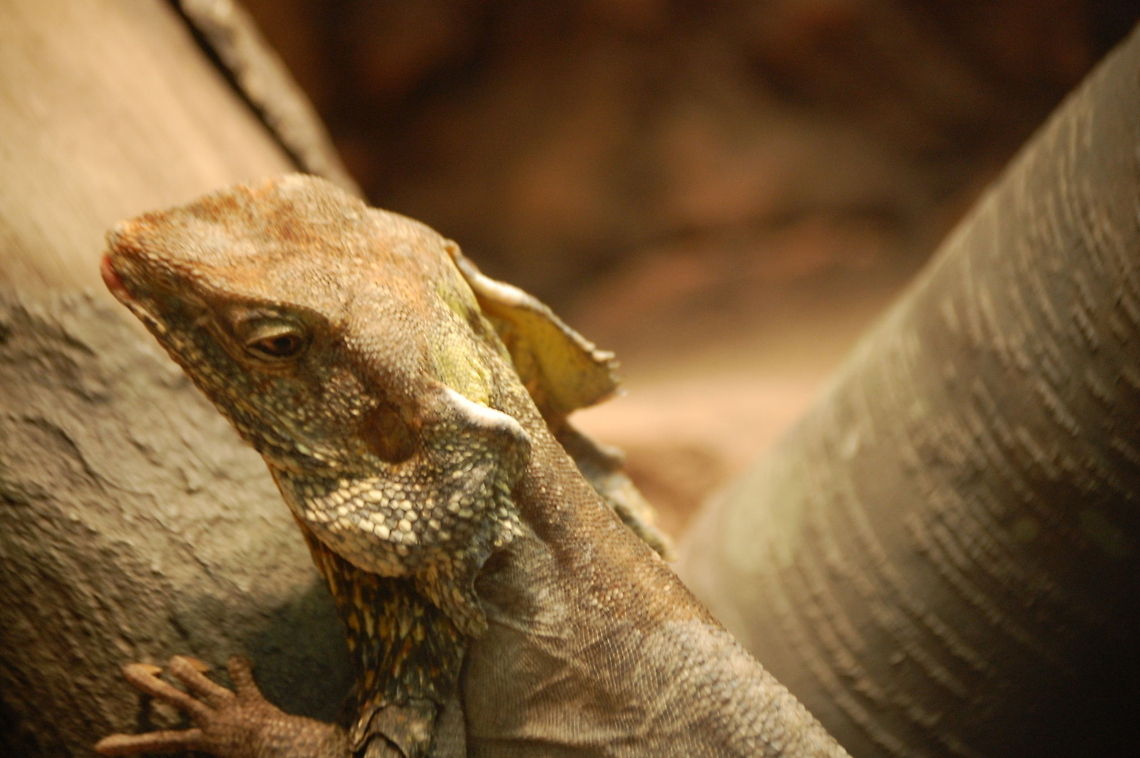 Frill-necked lizard The frill-necked lizard (Chlamydosaurus kingii), also known as the frilled lizard or frilled dragon, is found mainly in northern Australia and southern New Guinea. This species is the only member of the genus Chlamydosaurus. Its name comes from the large frill around its neck, which usually stays folded against the lizard&#039;s body. It is largely arboreal, spending the majority of the time in the trees. The lizard&#039;s diet consists mainly of insects and small vertebrates. The frill-necked lizard is a relatively large lizard, averaging 85 cm in length Animal,Chlamydosaurus kingii,Frill-necked lizard,captive,ectothermic,exhibit,frilled,lizard,nature,reptile,wildlife