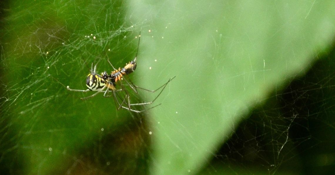 The Duel Two spiders locked in battle Araneae,Arthropods,Spider,chelicerae