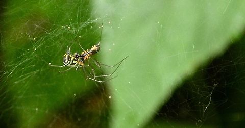 The Duel Two spiders locked in battle Araneae,Arthropods,Spider,chelicerae