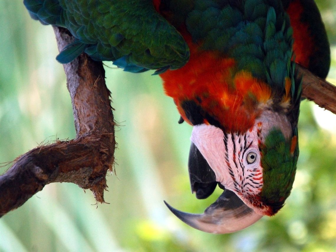 Upside down parrot Characteristic features of parrots include a strong, curved bill, an upright stance, strong legs, and clawed zygodactyl feet. Many parrots are vividly coloured, and some are multi-colou Ara chloropterus,Chordata,Red-and-green Macaw,animal,avian,bird,psittacines,wildlife