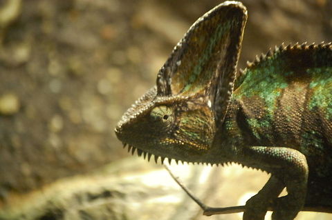 Chameleon Chameleons (family Chamaeleonidae) are a distinctive and highly specialized clade of lizards. Animal,Chamaeleo calyptratus,Chamaeleonidae,Chameleon,Veiled chameleon,animal,captive,exhibit,exothermic,lizard,reptile,wildlife