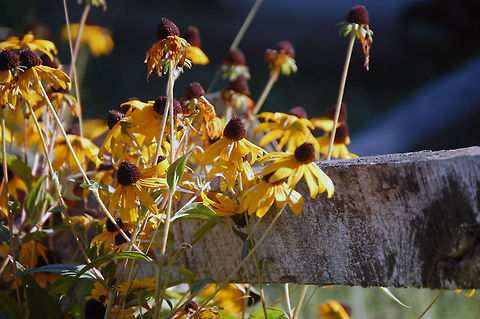 Black eyed Susan Black eyed Susan growing along an old fence Black-eyed Susan,Plant,Rudbeckia hirta,black eyed Susan,flora,floral,flower,nature